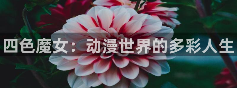 omofun纯净版2024：四色魔女：动漫世界的多彩人生